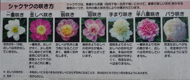 久宝寺緑地の芍薬の種類 彩の気まぐれ写真