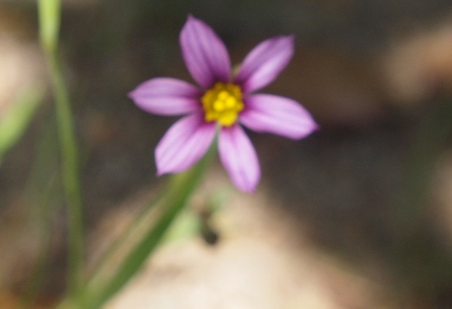 道端の草花５月10日頃_f0095745_22222155.jpg