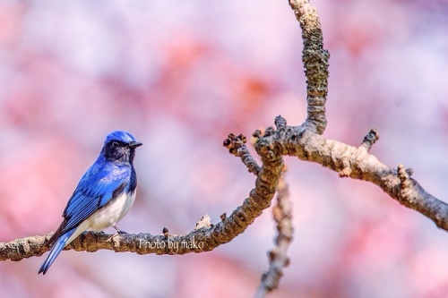 幸せの青い鳥 オオルリ : 北海道のちっちゃな大自然