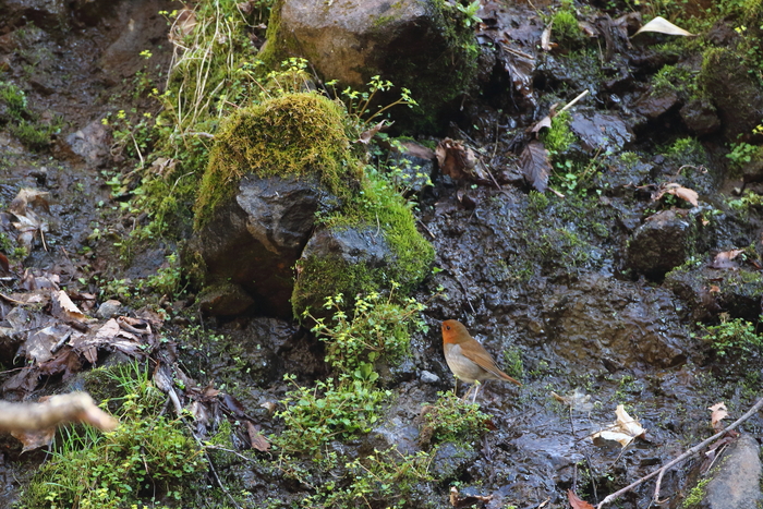 c0212450_1754393.jpg