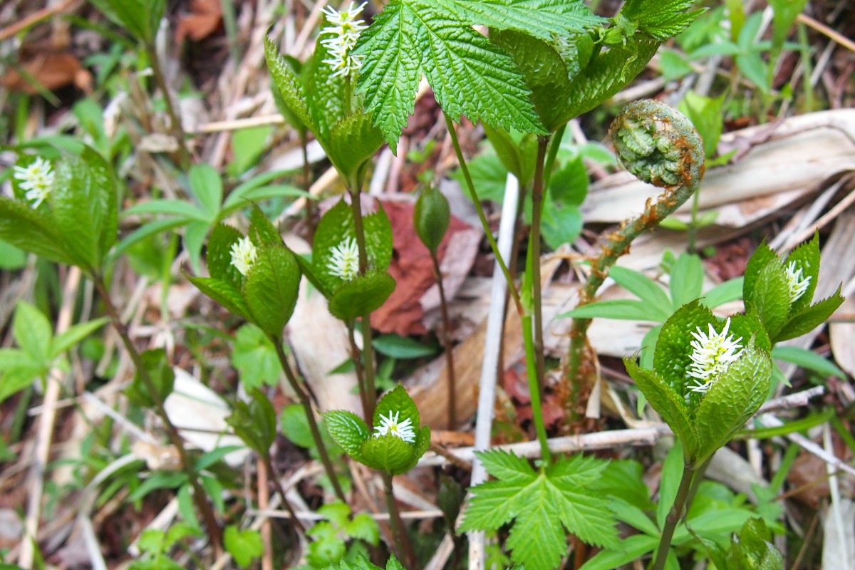 e0105954_15413455.jpg