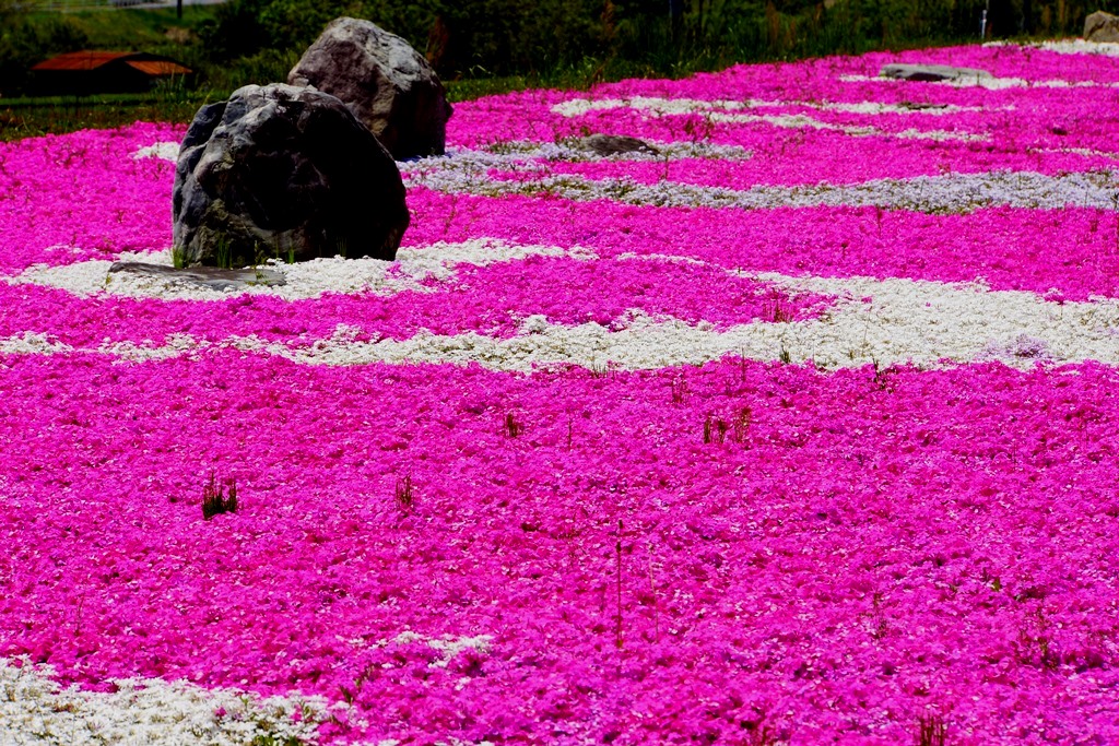 moss phlox（鳥取県日野町　芝桜）_e0223456_155653.jpg