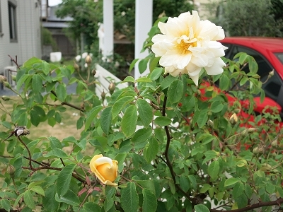e0170558_21053027.jpg