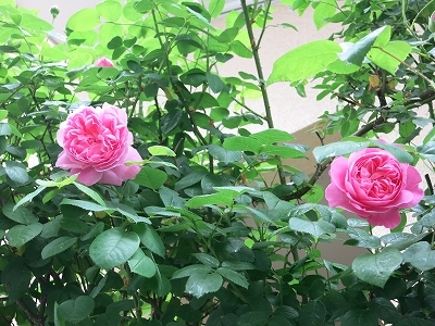 e0170558_21105533.jpg