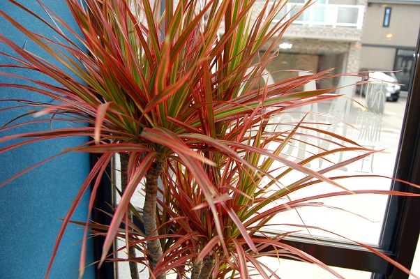 e0260759_12314112.jpg