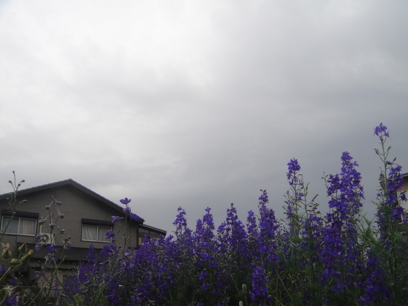 台風6号に休暇を貰った　　　　　by　　　  (TATE-misaki)_c0108460_20215041.jpg