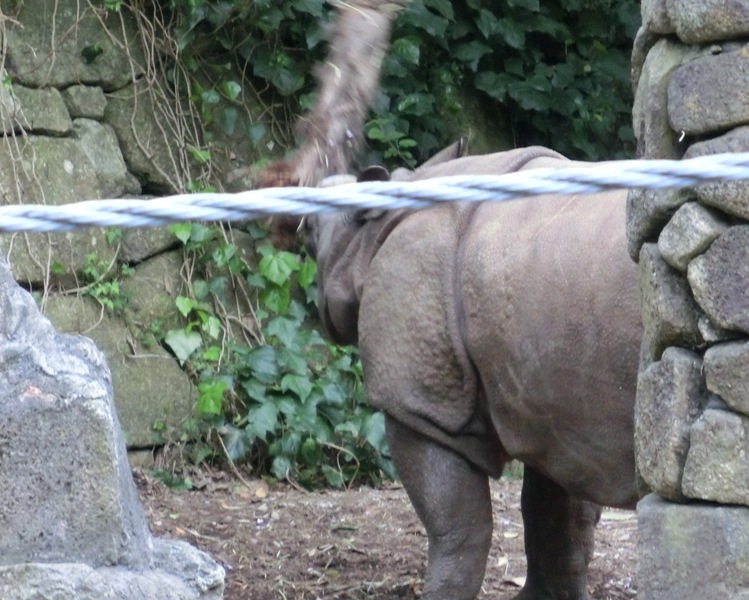 インドサイの子、生後15ヶ月＠金沢動物園 2015.04.25_e0266067_18521033.jpg