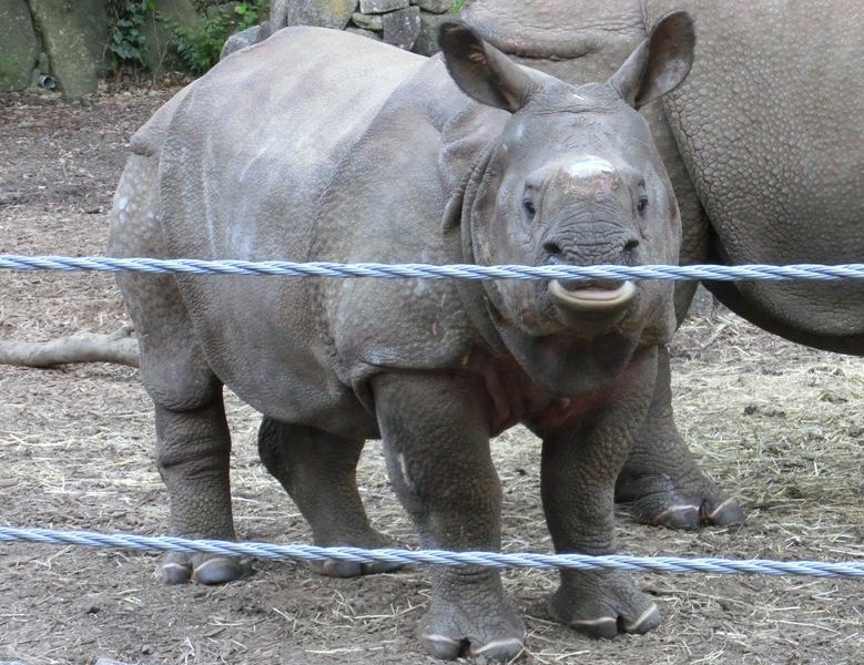 インドサイの子、生後15ヶ月＠金沢動物園 2015.04.25_e0266067_18592447.jpg