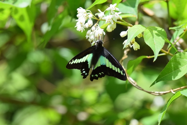 　オナガアゲハ・サカハチチョウ　など_f0179175_1620492.jpg