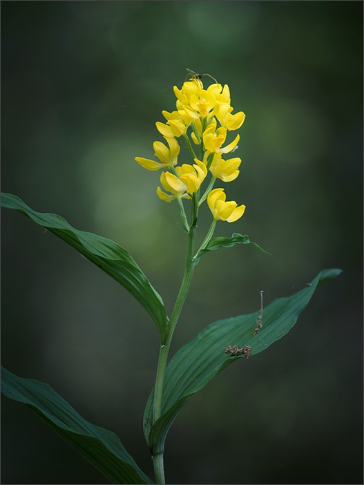 小山に咲く_a0161380_717178.jpg