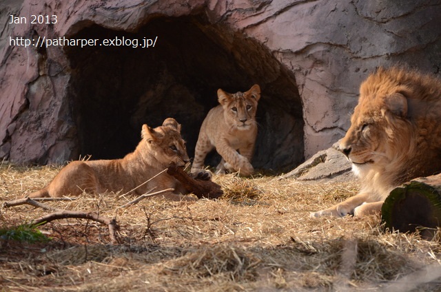２０１５年５月 お星様になったステラ 東山動植物園 ハープの徒然草