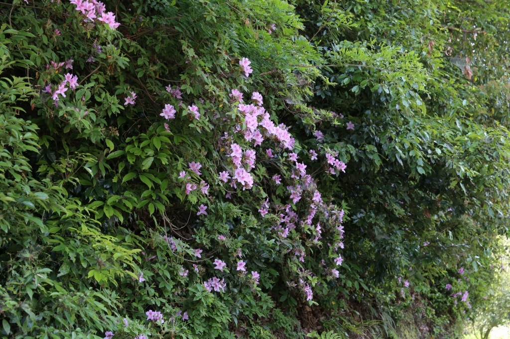 f0140087_23342552.jpg