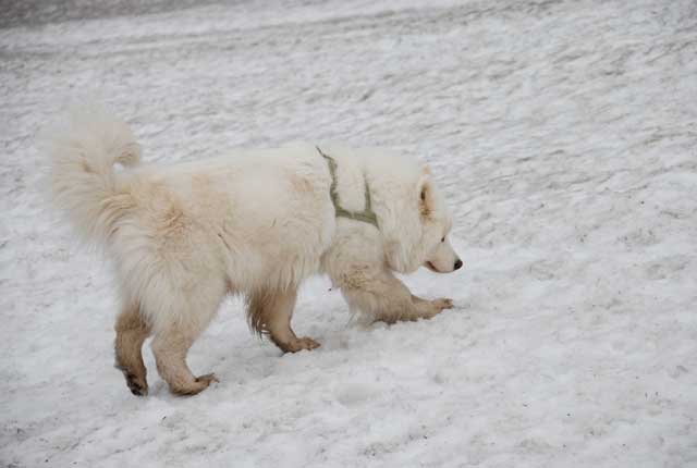 みなみちゃん地方で雪遊び_b0120492_12541210.jpg