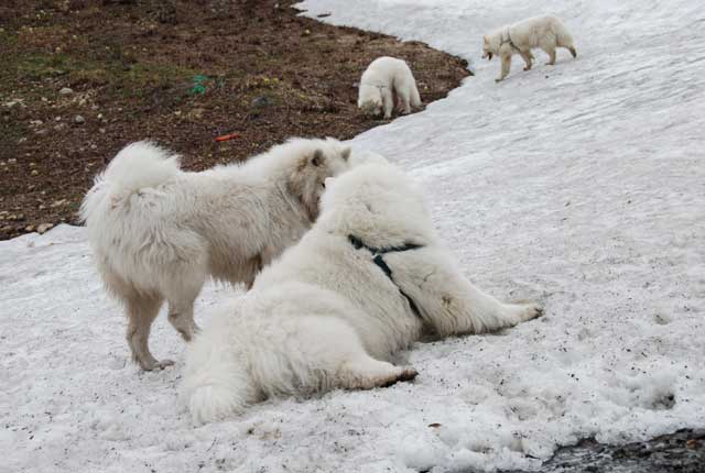 みなみちゃん地方で雪遊び_b0120492_13112831.jpg