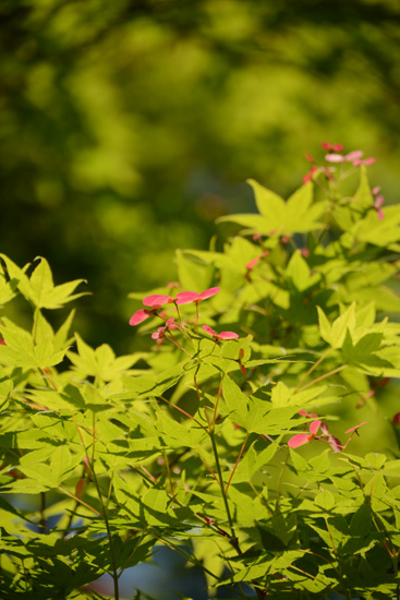 植物園・・・_a0161998_215596.jpg