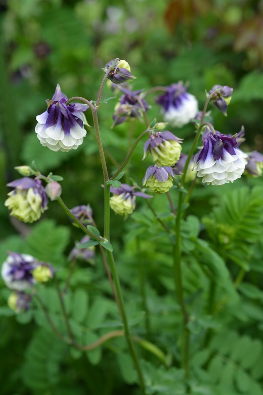 Hydrangea - Aquilegia(ハイドランジア-アキレギア) Hydrangea - Aquilegia(ハイドランジア-アキレギア)
