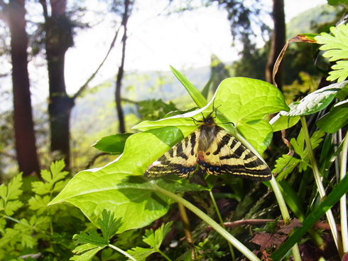 長野             　　    ヒメギフチョウ産卵2015/05/10②_d0251807_1935424.jpg