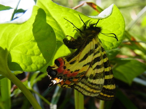 長野             　　    ヒメギフチョウ産卵2015/05/10②_d0251807_1943223.jpg