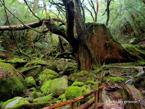 いざ屋久島へ！！『前編』_a0207108_01541671.jpg