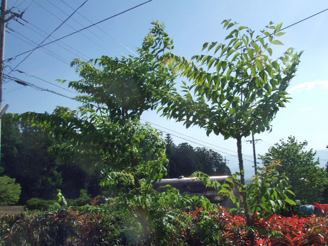 c0085508_9215940.jpg