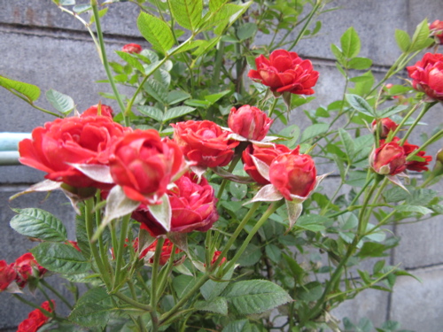 a0164011_21232626.jpg