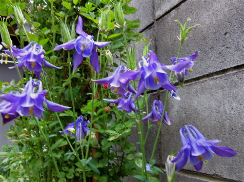 a0164011_21303728.jpg