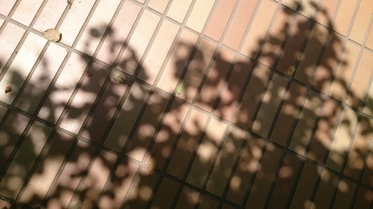 ありがたい天然日傘_c0023016_01243901.jpeg