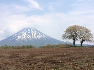 ニセコ双子桜_f0147821_20302774.jpg