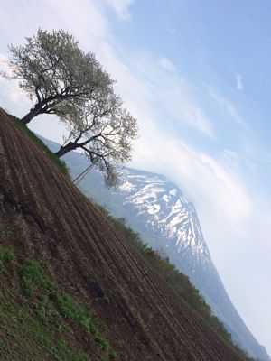 ニセコ双子桜_f0147821_20302872.jpg