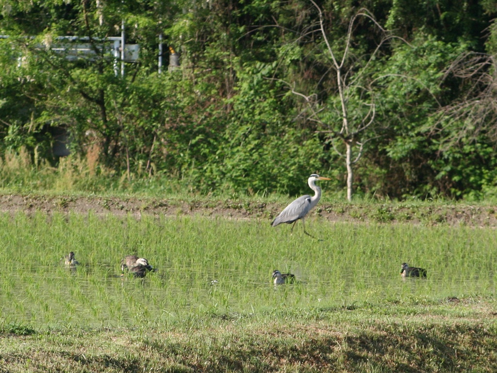 岩屋堂散歩道の野鳥（３）_d0181824_11255574.jpg