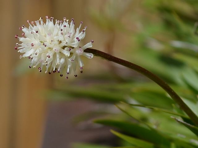 千島石菖（チシマゼキショウ）_d0059226_9584846.jpg