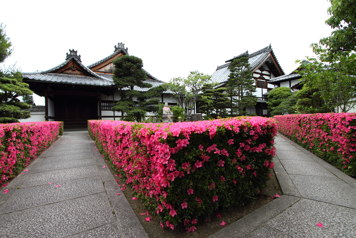 初夏の妙心寺 －慈雲院－_b0169330_7383825.jpg