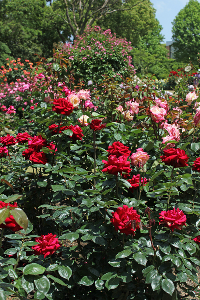 福岡市動植物園のバラ　2015年5月13日_a0129233_1835175.jpg