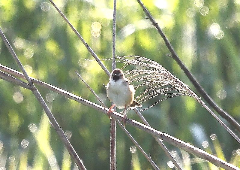 セッカ（雪加）は 「ヒッ・ヒッ・ヒッ」 と囀りながら飛ぶ草原の鳥_b0346933_1626492.jpg