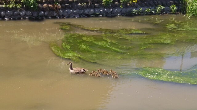 府中用水本流&寺之下親水公園(国立市)(5月12日)_e0213636_20105621.jpg