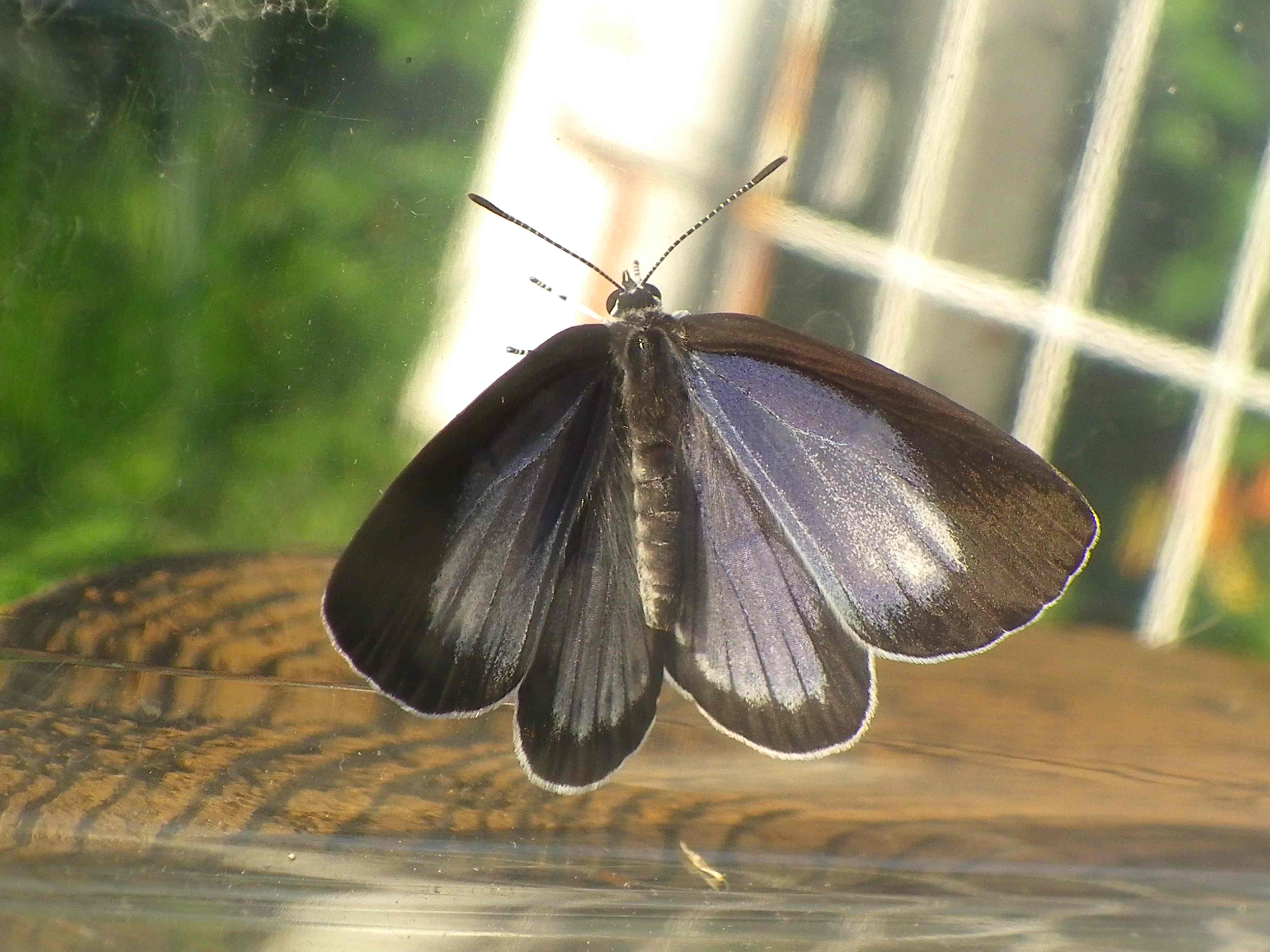 ウラゴマダラシジミの放蝶 5月13日_d0254540_1752486.jpg