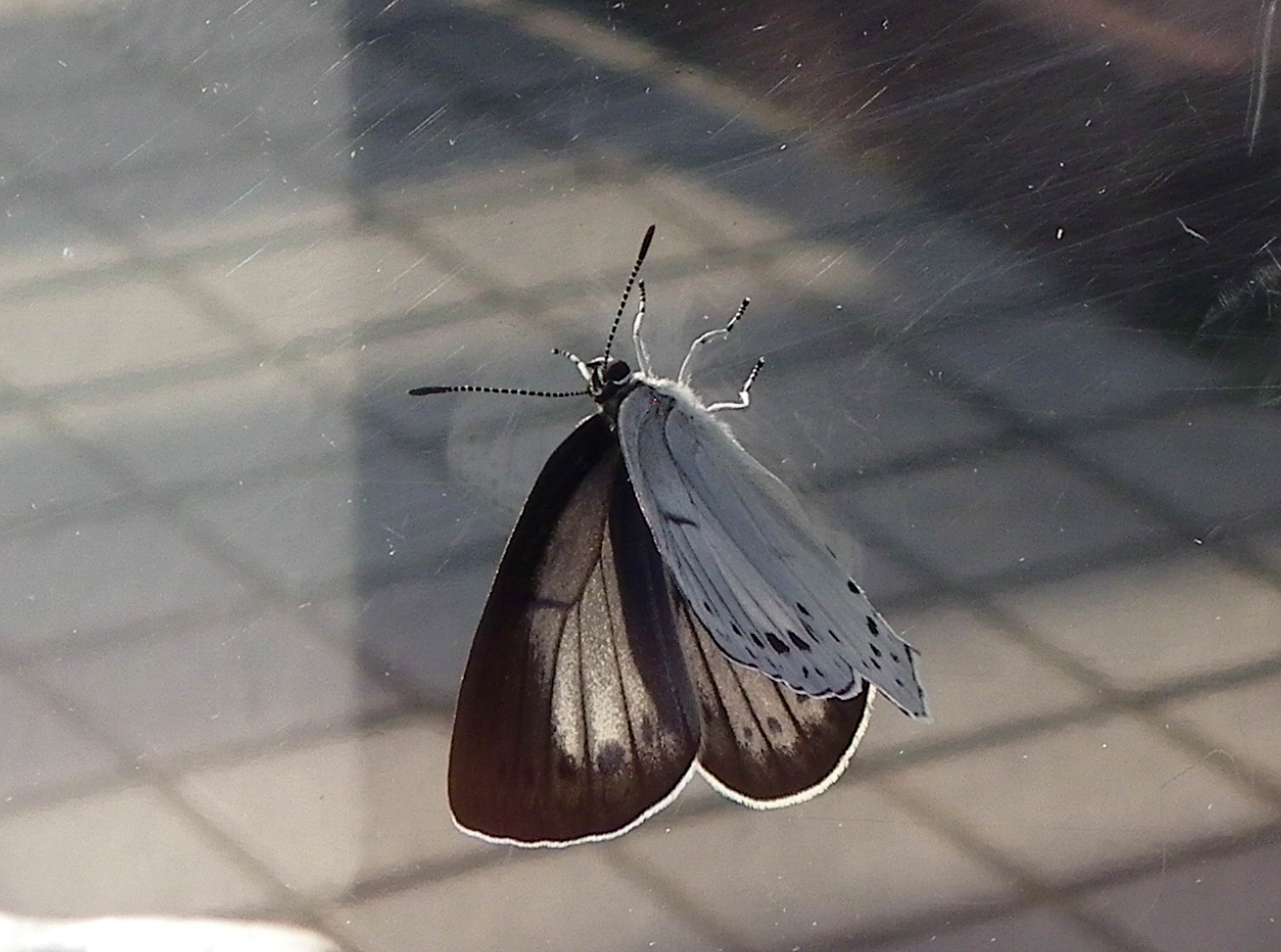 ウラゴマダラシジミの放蝶 5月13日_d0254540_1753446.jpg