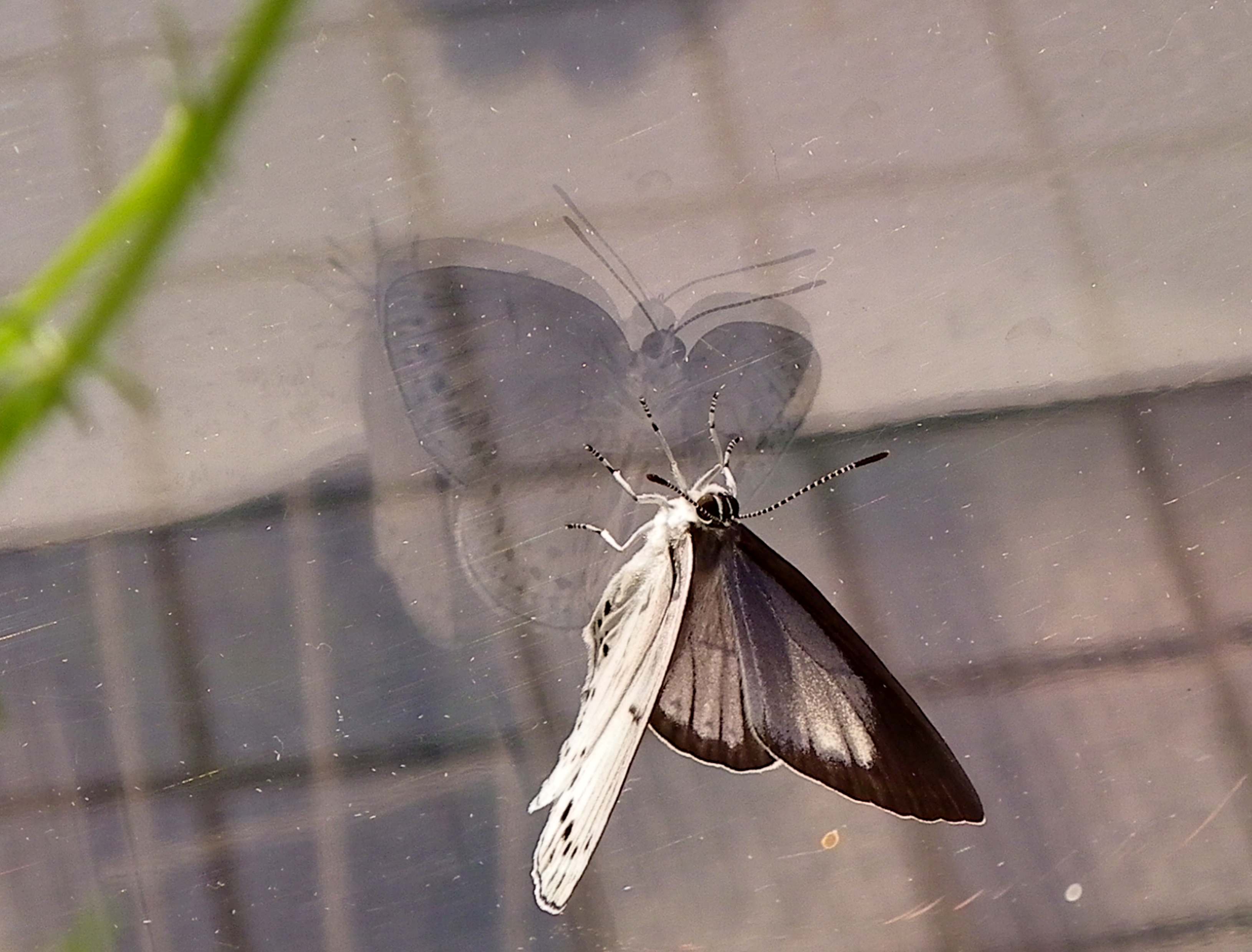 ウラゴマダラシジミの放蝶 5月13日_d0254540_17547.jpg