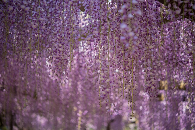 藤波の、花の盛りに・・・_f0158043_21293636.jpg