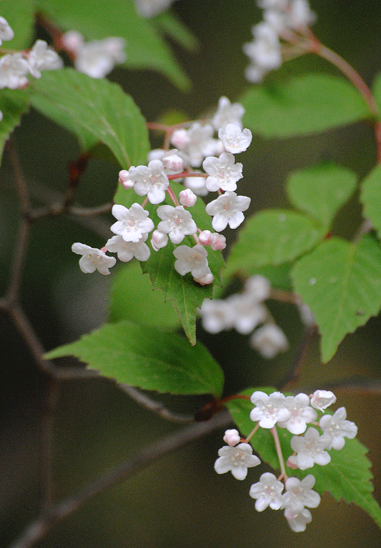 a0001354_23483287.gif