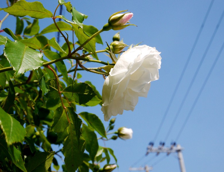 　　ご近所めぐり_b0093754_17233851.jpg