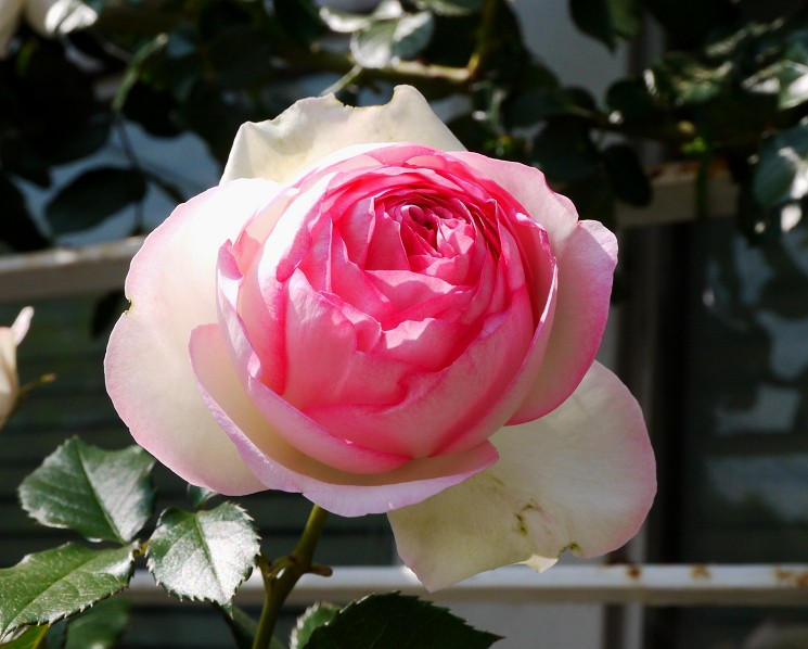 　　ご近所めぐり_b0093754_17244884.jpg