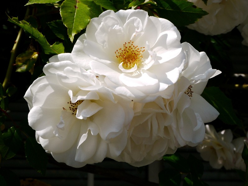 　　ご近所めぐり_b0093754_1725648.jpg