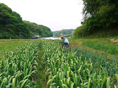 熊本産ステビアにんにく 芽カギ(摘蕾作業)と無農薬栽培のお話し_a0254656_1715033.jpg