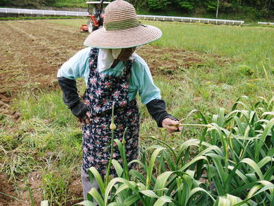 熊本産ステビアにんにく 芽カギ(摘蕾作業)と無農薬栽培のお話し_a0254656_17285917.jpg