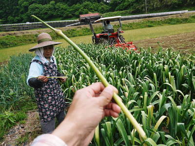 熊本産ステビアにんにく 芽カギ(摘蕾作業)と無農薬栽培のお話し_a0254656_17464128.jpg