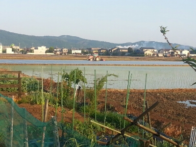 5月13日(水) おはようございます・・今朝も、快晴の田んぼを歩いています。昼「文化センター」です_e0327460_6154722.jpg