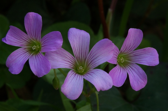 庭の花と小さな生き物たち_b0243161_22452439.jpg