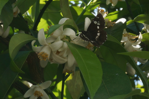 庭の花と小さな生き物たち_b0243161_2250670.jpg