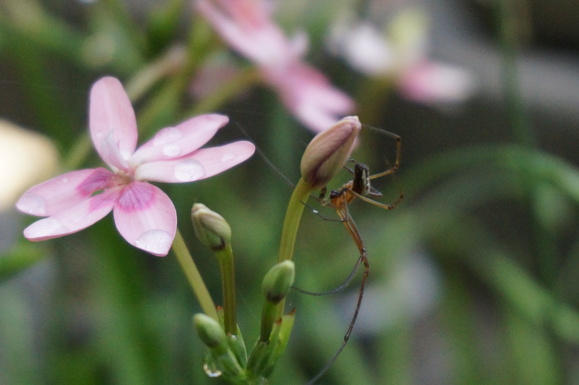 庭の花と小さな生き物たち_b0243161_22512734.jpg